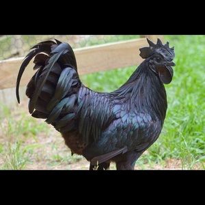 Meet your Posher, Andres